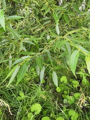 Salix