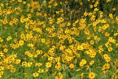 Coreopsis pubescens