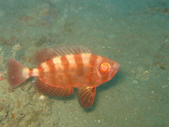 Priacanthus macracanthus