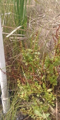 Rumex paraguayensis