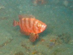 Priacanthus macracanthus