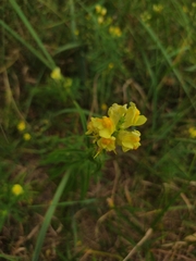 Linaria vulgaris