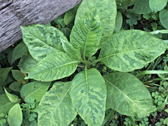 Pokeweed mosaic virus