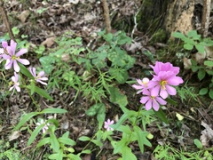 Sabatia capitata