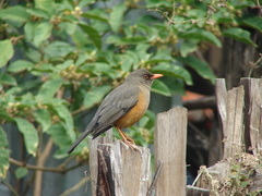 Turdus abyssinicus
