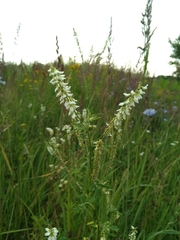 Melilotus albus
