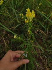 Linaria vulgaris