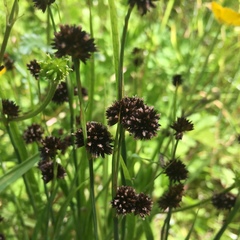Juncus mertensianus