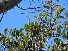 Ficus polita
