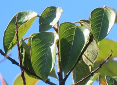 Ficus polita