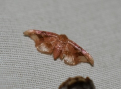 Hypolamprus emblicalis