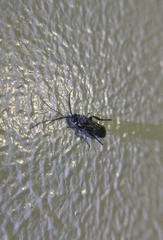 Hymenoptera