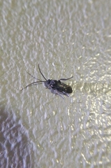 Hymenoptera