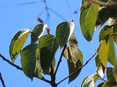 Ficus polita