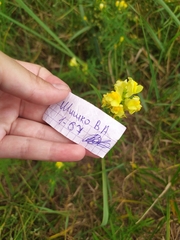 Linaria vulgaris