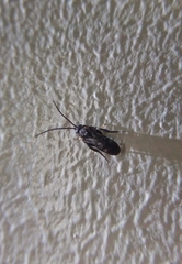 Hymenoptera