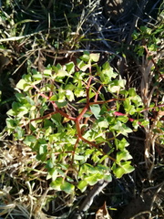 Euphorbia peplus