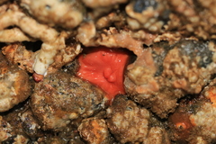 Cnemidocarpa finmarkiensis