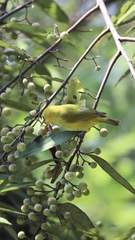Zosterops senegalensis