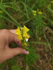 Linaria vulgaris