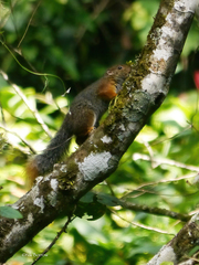 Paraxerus vexillarius