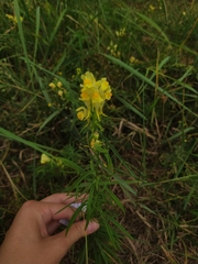 Linaria vulgaris