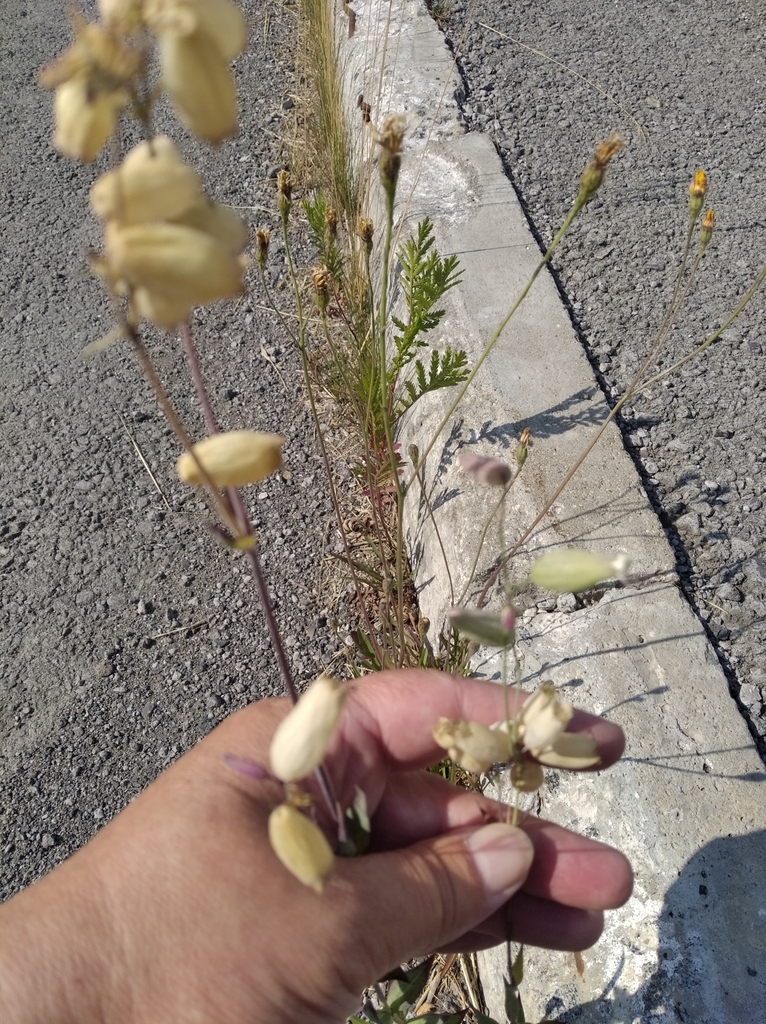 bladder campion from Березовский, Свердловская обл., Россия on July 27 ...