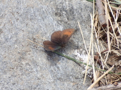 Erebia tyndarus