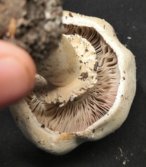 Agaricus arvensis