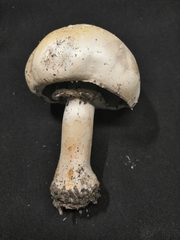 Agaricus arvensis