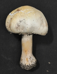 Agaricus arvensis