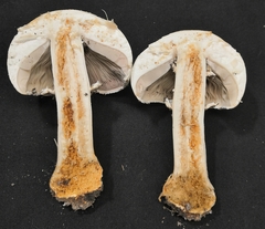 Agaricus arvensis