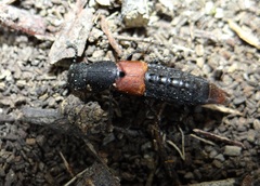 Platydracus phoenicurus