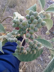 Solanum mauritianum