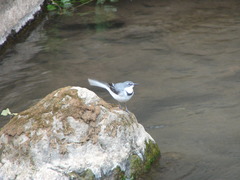 Motacilla clara
