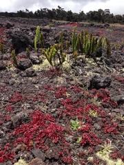 Polypodium pellucidum vulcanicum