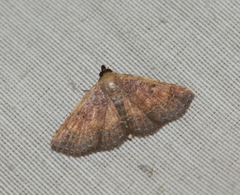 Cerynea punctilinealis