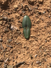 Colchicum coloratum burchellii