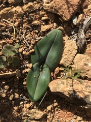 Colchicum coloratum burchellii