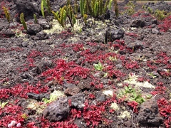 Polypodium pellucidum vulcanicum