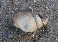 Nassarius perpinguis