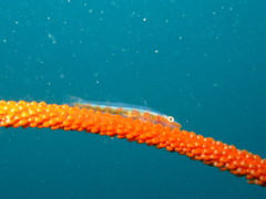 Bryaninops