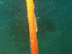 Bryaninops