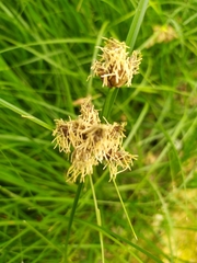 Bolboschoenus maritimus