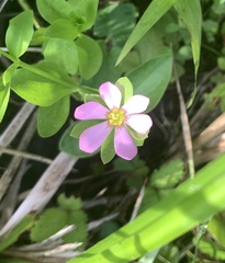 Sabatia calycina
