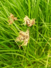 Bolboschoenus maritimus