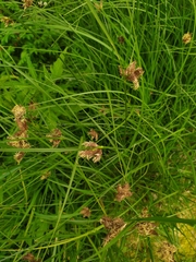 Bolboschoenus maritimus