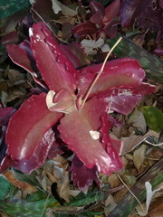 Kalanchoe sexangularis