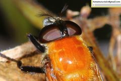 Volucella jeddona