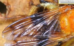 Volucella jeddona